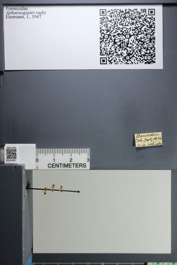 Media type: image;   Entomology 531691